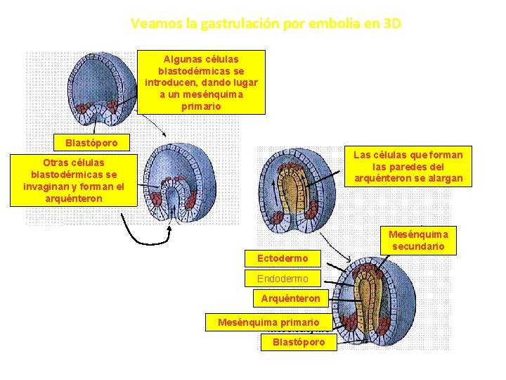 Veamos la gastrulación por embolia en 3 D Algunas células blastodérmicas se introducen, dando