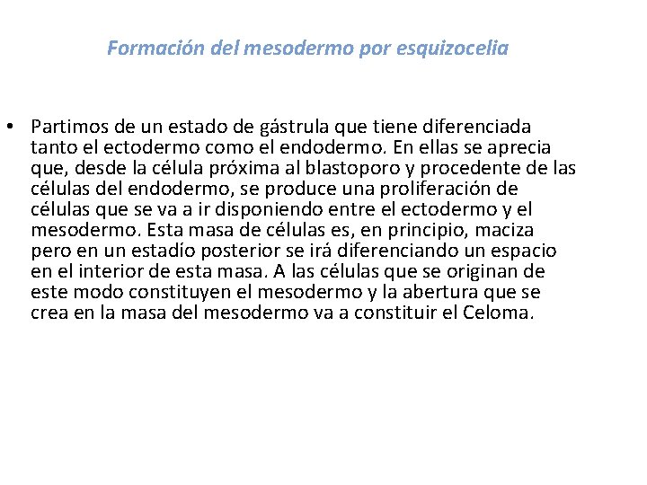 Formación del mesodermo por esquizocelia • Partimos de un estado de gástrula que tiene