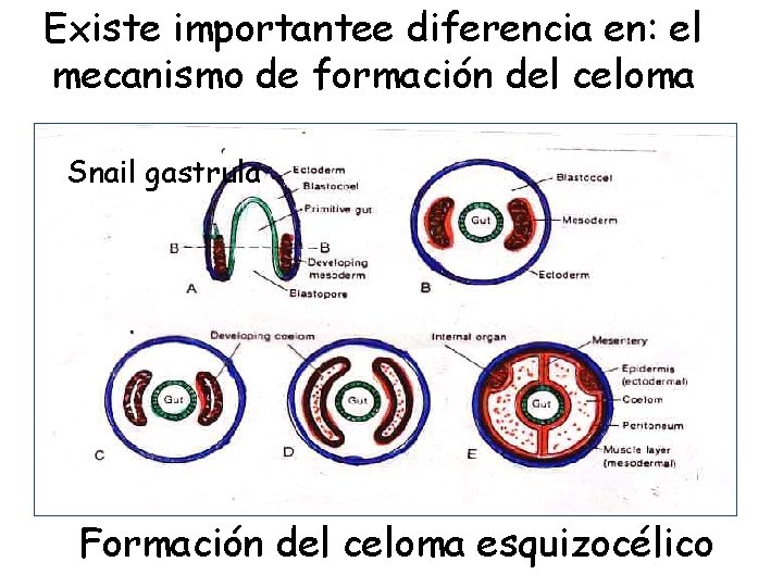 Existe importantee diferencia en: el mecanismo de formación del celoma Snail gastrula Formación del