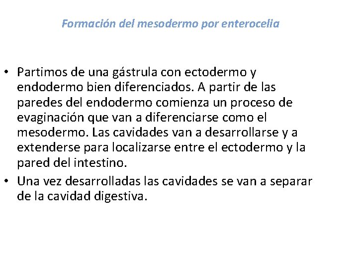 Formación del mesodermo por enterocelia • Partimos de una gástrula con ectodermo y endodermo