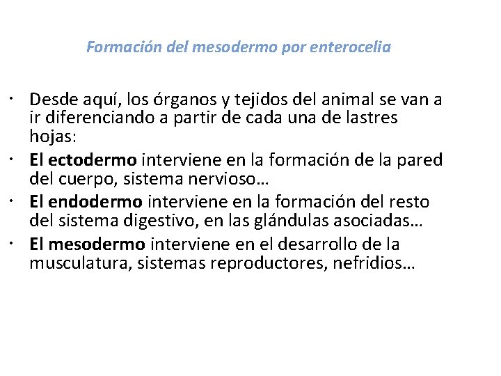 Formación del mesodermo por enterocelia Desde aquí, los órganos y tejidos del animal se