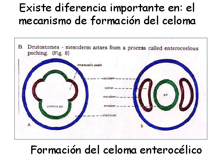 Existe diferencia importante en: el mecanismo de formación del celoma Formación del celoma enterocélico