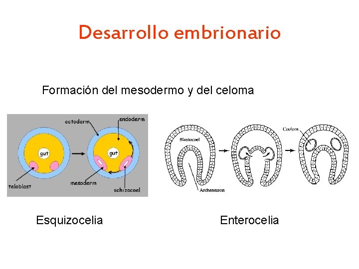 Desarrollo embrionario Formación del mesodermo y del celoma Esquizocelia Enterocelia 