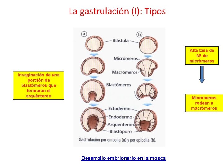 La gastrulación (I): Tipos Alta tasa de M! de micrómeros Invaginación de una porción