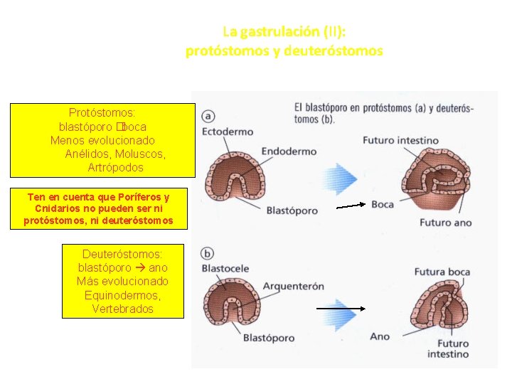 La gastrulación (II): protóstomos y deuteróstomos Protóstomos: blastóporo � boca Menos evolucionado Anélidos, Moluscos,