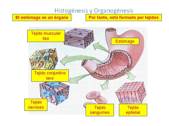 Histogénesis y Organogénesis El estómago es un órgano Por tanto, está formado por tejidos