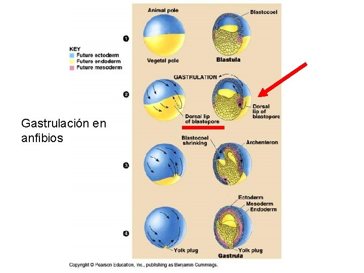 Gastrulación en anfibios 