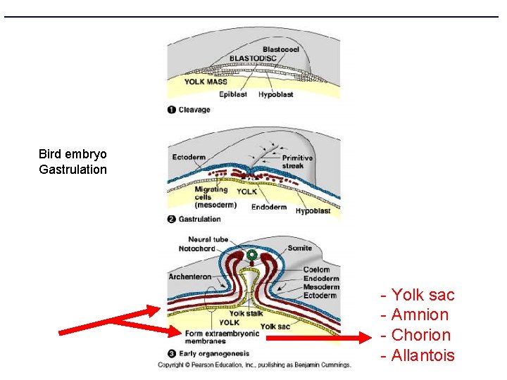 Bird embryo Gastrulation - Yolk sac - Amnion - Chorion - Allantois 