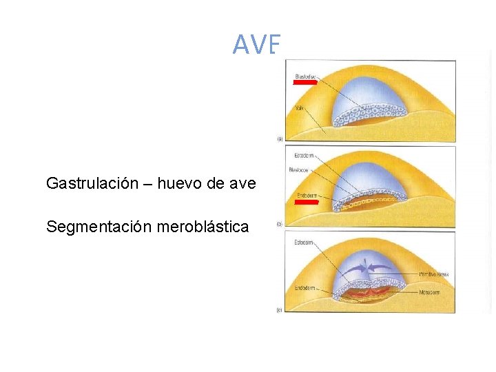 AVE Gastrulación – huevo de ave Segmentación meroblástica 