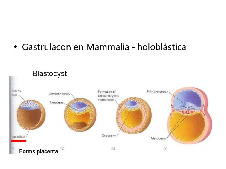  • Gastrulacon en Mammalia - holoblástica Blastocyst Forms placenta 