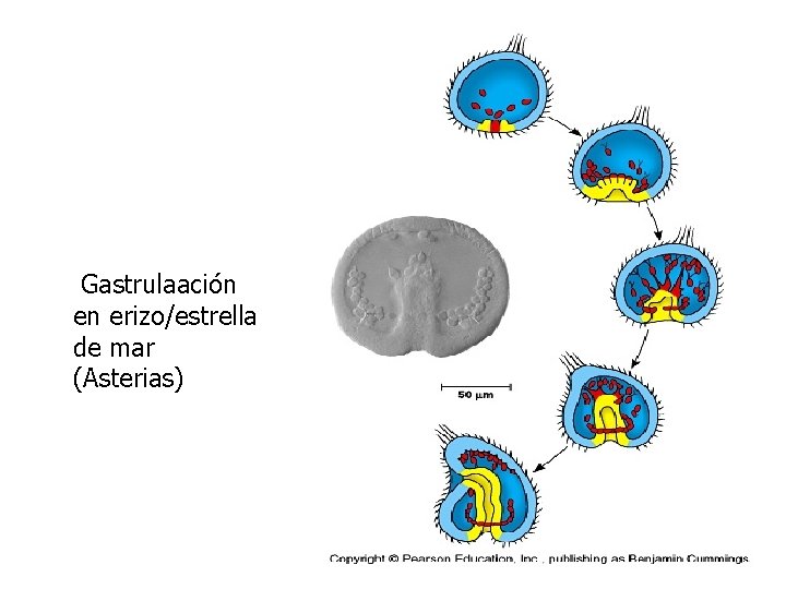 Gastrulaación en erizo/estrella de mar (Asterias) 