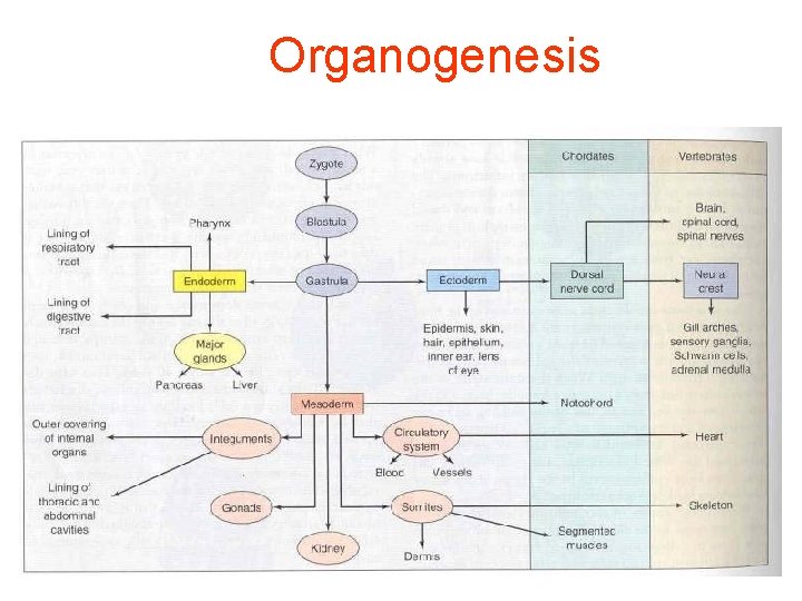 Organogenesis 