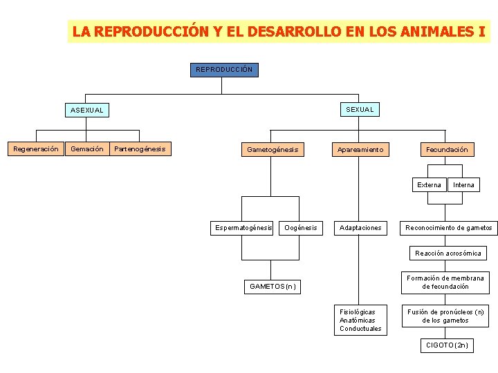 LA REPRODUCCIÓN Y EL DESARROLLO EN LOS ANIMALES I REPRODUCCIÓN SEXUAL ASEXUAL Regeneración Gemación