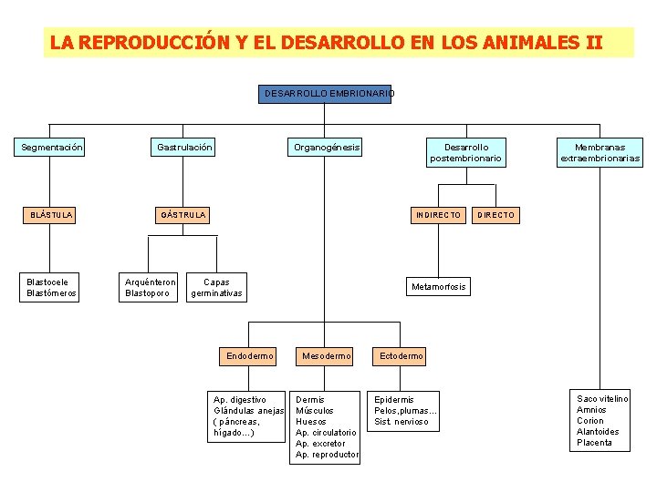 LA REPRODUCCIÓN Y EL DESARROLLO EN LOS ANIMALES II DESARROLLO EMBRIONARIO Segmentación Gastrulación BLÁSTULA