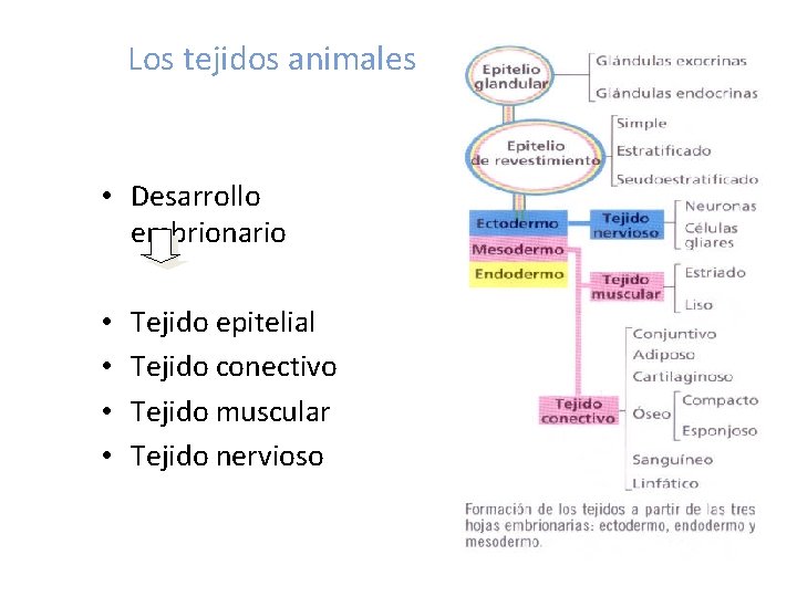 Los tejidos animales • Desarrollo embrionario • • Tejido epitelial Tejido conectivo Tejido muscular