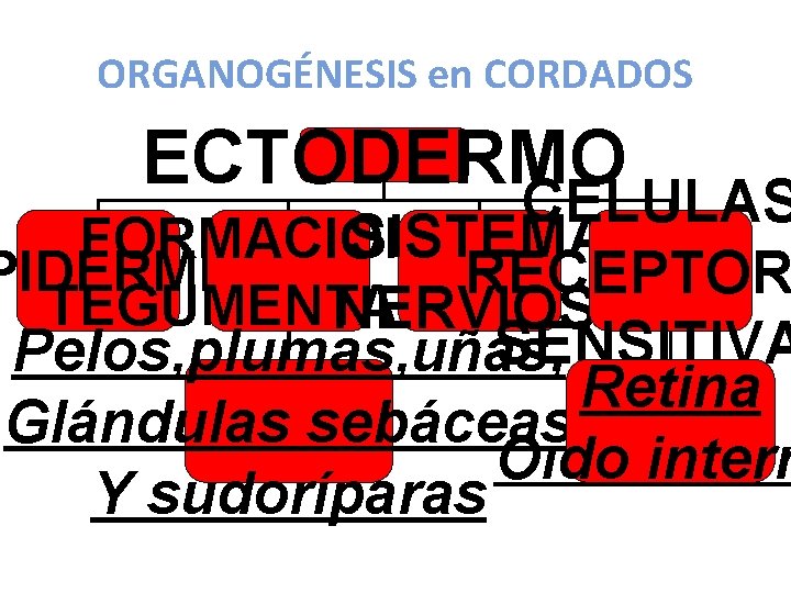 ORGANOGÉNESIS en CORDADOS ECTODERMO CELULAS SISTEMA FORMACIONES PIDERMIS RECEPTOR TEGUMENTARIAS NERVIOSO SENSITIVA Pelos, plumas,