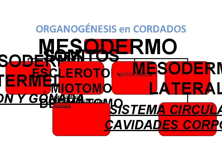 ORGANOGÉNESIS en CORDADOS MESODERMO SOMITOS SODERMO ESCLEROTOMO MESODERM TERMEDIO MIOTOMO LATERAL NOTOCORDA ON Y