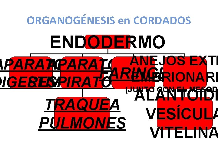 ORGANOGÉNESIS en CORDADOS ENDODERMO ANEJOS EXTR APARATO FARINGE EMBRIONARI DIGESTIVO RESPIRATORIO (JUNTO CON EL