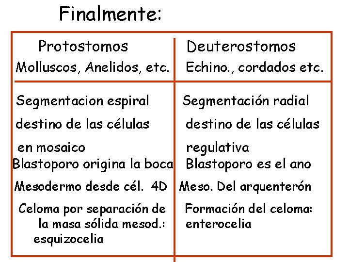 Finalmente: Protostomos Molluscos, Anelidos, etc. Deuterostomos Echino. , cordados etc. Segmentacion espiral Segmentación radial