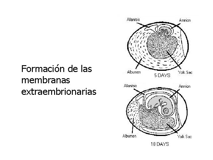 Formación de las membranas extraembrionarias 