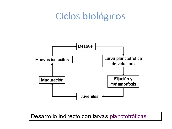 Ciclos biológicos Desove Huevos isolecitos Larva planctotrófica de vida libre Maduración Fijación y metamorfosis