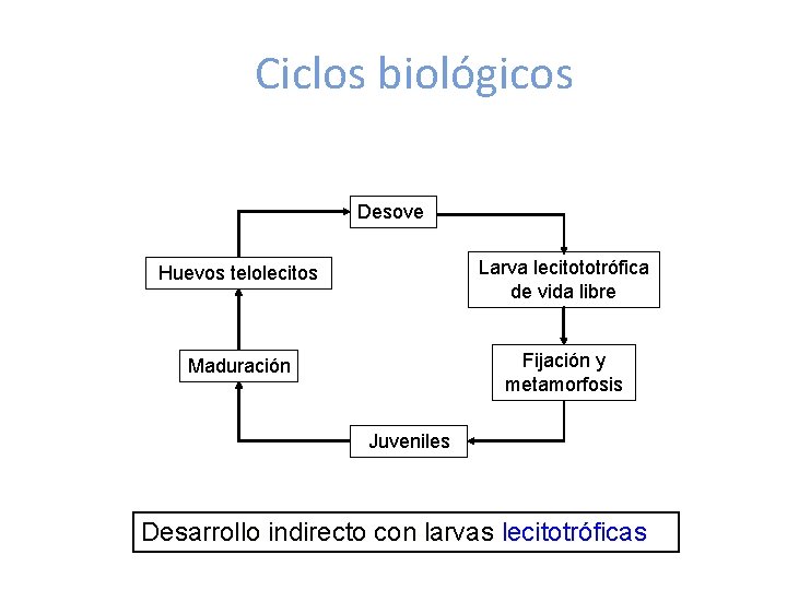 Ciclos biológicos Desove Huevos telolecitos Larva lecitototrófica de vida libre Maduración Fijación y metamorfosis