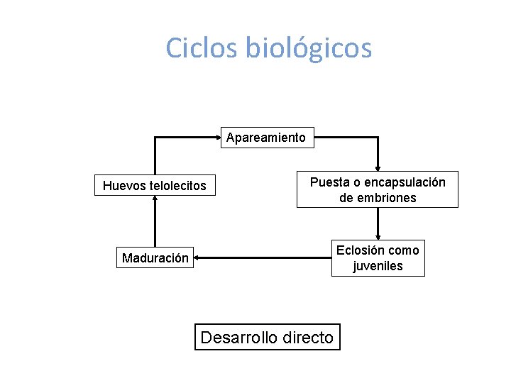 Ciclos biológicos Apareamiento Huevos telolecitos Puesta o encapsulación de embriones Maduración Eclosión como juveniles