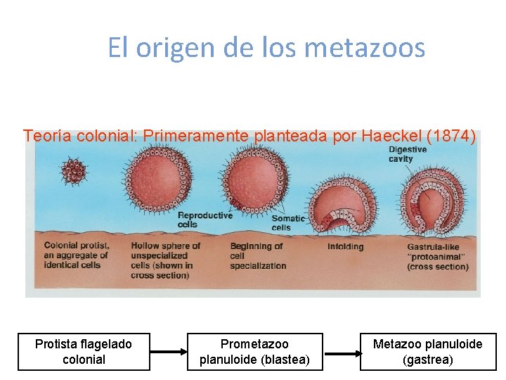 El origen de los metazoos Teoría colonial: Primeramente planteada por Haeckel (1874) Protista flagelado