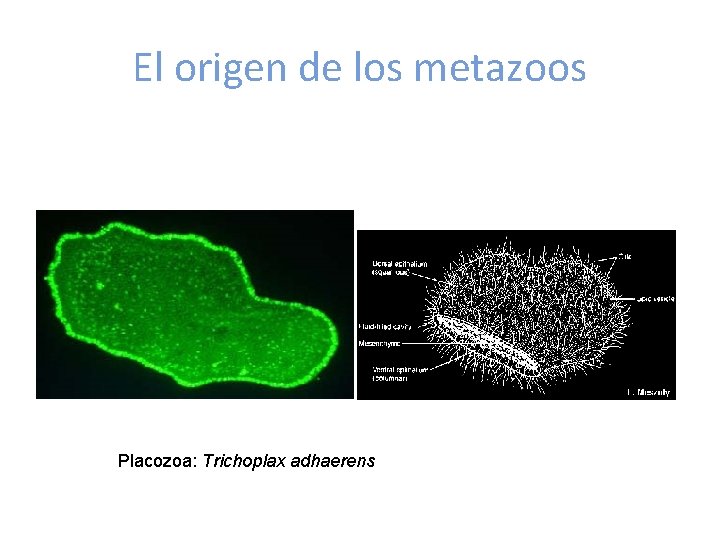 El origen de los metazoos Placozoa: Trichoplax adhaerens 