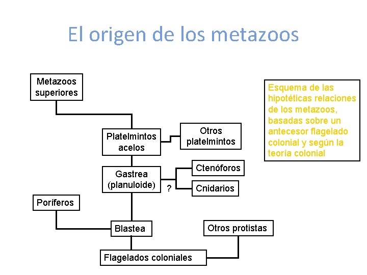 El origen de los metazoos Metazoos superiores Otros platelmintos Platelmintos acelos Gastrea (planuloide) Ctenóforos