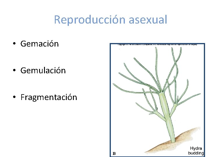 Reproducción asexual • Gemación • Gemulación • Fragmentación 