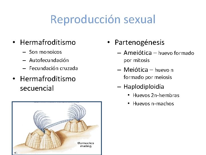 Reproducción sexual • Hermafroditismo – Son monoicos – Autofecundación – Fecundación cruzada • Hermafroditismo