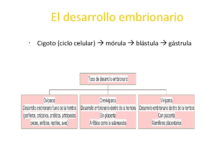 El desarrollo embrionario Cigoto (ciclo celular) mórula blástula gástrula 