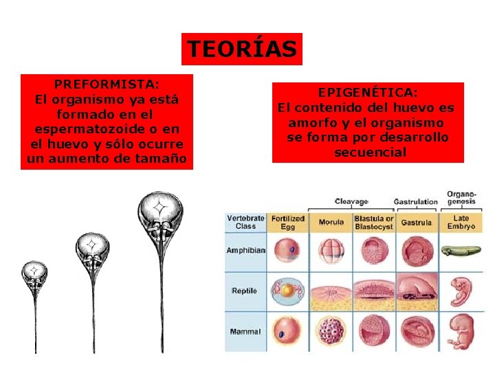 TEORÍAS PREFORMISTA: El organismo ya está formado en el espermatozoide o en el huevo