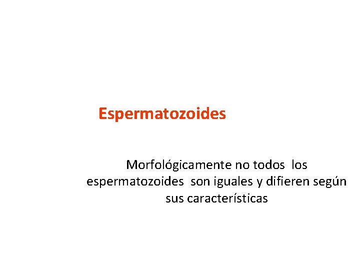 Espermatozoides Morfológicamente no todos los espermatozoides son iguales y difieren según sus características 