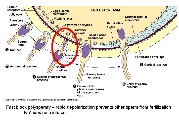 Fast block polyspermy – rapid depolarization prevents other sperm from fertilization Na+ ions rush