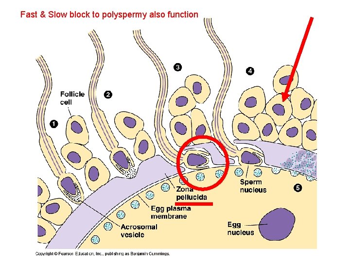 Fast & Slow block to polyspermy also function 