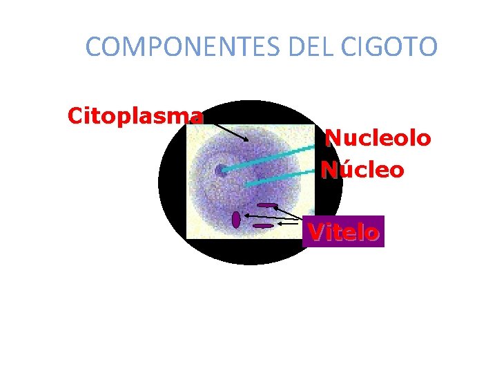 COMPONENTES DEL CIGOTO Citoplasma Nucleolo Núcleo Vitelo 