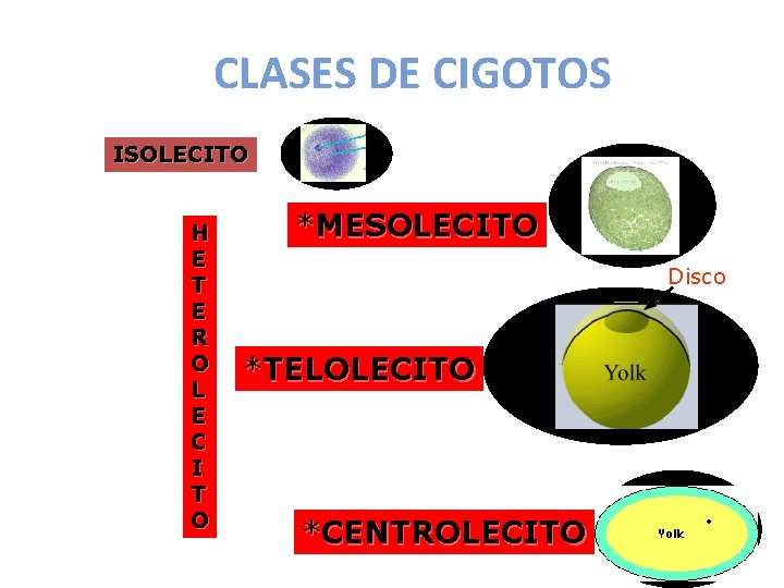 CLASES DE CIGOTOS ISOLECITO H E T E R O L E C I