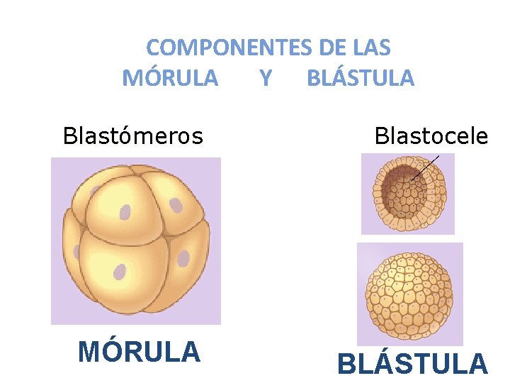 COMPONENTES DE LAS MÓRULA Y BLÁSTULA Blastómeros MÓRULA Blastocele BLÁSTULA 