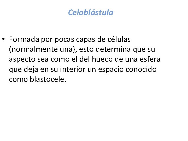 Celoblástula • Formada por pocas capas de células (normalmente una), esto determina que su