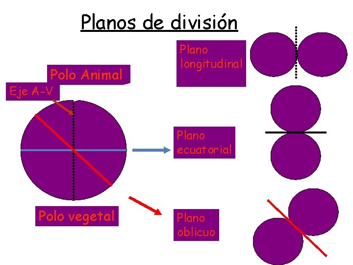 Planos de división Polo Animal Plano longitudinal Eje A-V Plano ecuatorial Polo vegetal Plano