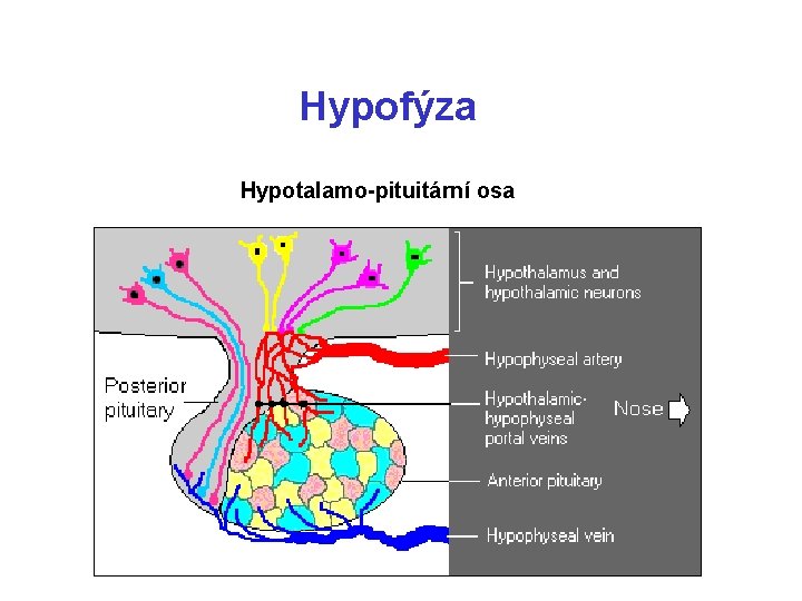 Hypofýza Hypotalamo-pituitární osa 