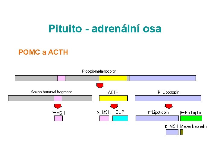 Pituito - adrenální osa POMC a ACTH 