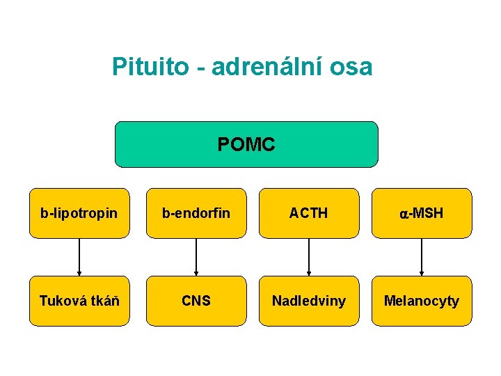 Pituito - adrenální osa POMC b-lipotropin b-endorfin ACTH -MSH Tuková tkáň CNS Nadledviny Melanocyty