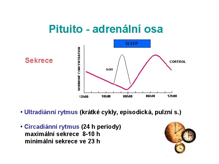 Pituito - adrenální osa Sekrece • Ultradiánní rytmus (krátké cykly, episodická, pulzní s. )
