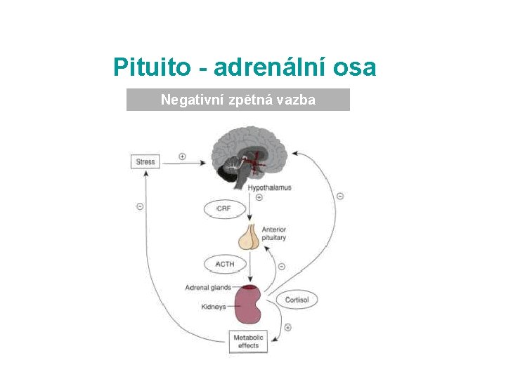 Pituito - adrenální osa Negativní zpětná vazba 