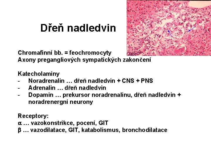 Dřeň nadledvin Chromafinní bb. = feochromocyty Axony pregangliových sympatických zakončení Katecholaminy - Noradrenalin …