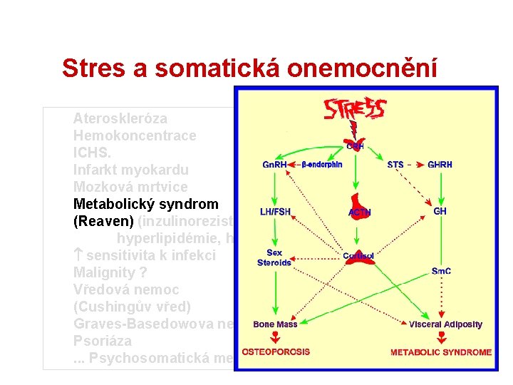 Stres a somatická onemocnění Ateroskleróza Hemokoncentrace ICHS. Infarkt myokardu Mozková mrtvice Metabolický syndrom (Reaven)