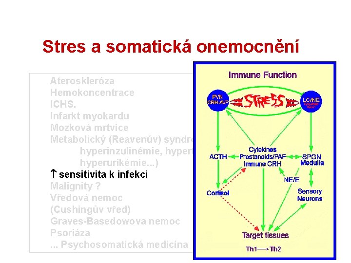 Stres a somatická onemocnění Ateroskleróza Hemokoncentrace ICHS. Infarkt myokardu Mozková mrtvice Metabolický (Reavenův) syndrom